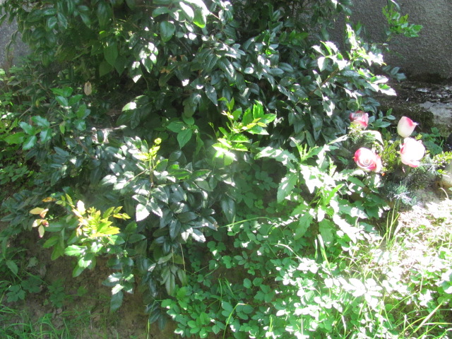 Petronela Zawadzka Bochnia - Grobonet - Wyszukiwarka osób pochowanych