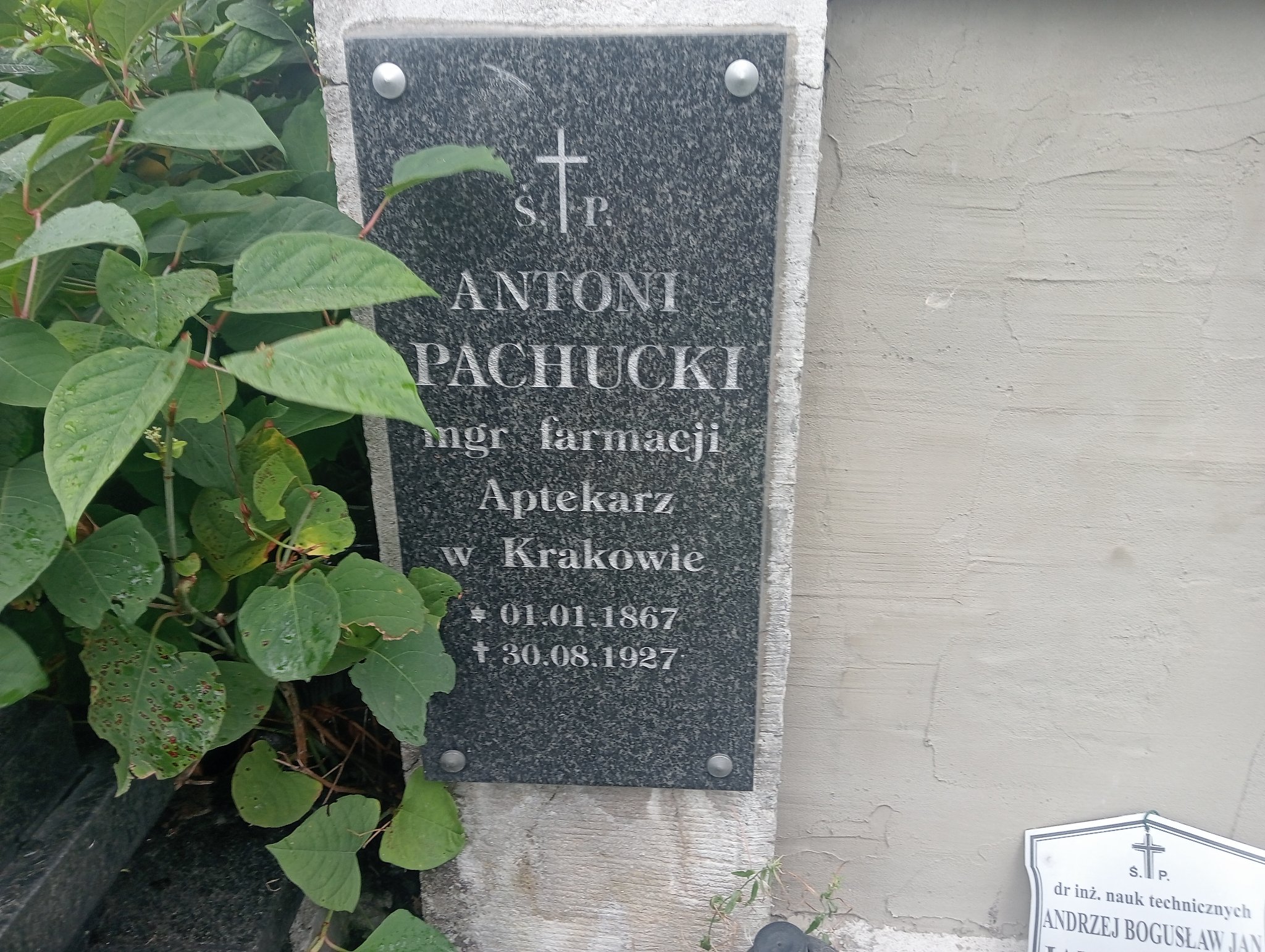 Maria Pachucka Bochnia - Grobonet - Wyszukiwarka osób pochowanych